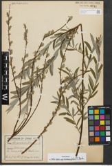 Foto von Salix repens subsp. rosmarinifolia (L.) Andersson